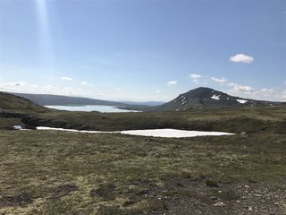 Forellhogna